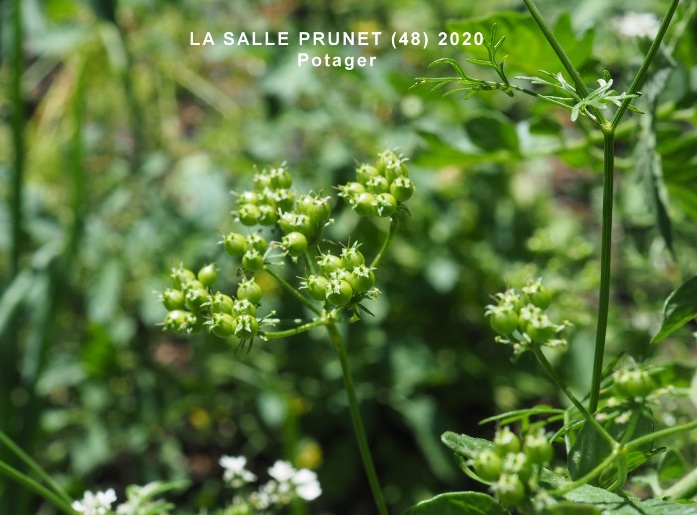 Coriander fruit